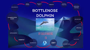 bottlenose dolphin by kaila marino on prezi next