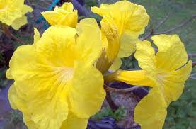 More than one pea plant. Tabebuia Chrysotricha Golden Trumpet Live Tropical Tree Plant Showy Yellow Flowers Spring Bloom Starter Size 4 Inch Pot Emerald Tm Emerald Goddess Gardens