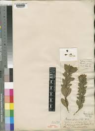 Image result for Otholobium foliosum