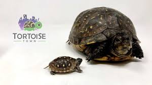 Hatchling Care Three Toed Box Turtle Youtube