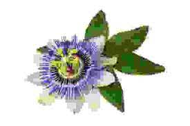 Appartiene alla famiglia delle bignoniaceae , è noto anche con il nome di tabebuia impetiginosa. Fiori Viola Quali Sono Dove Si Trovano E Come Prendersene Cura