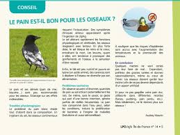Nourrir Les Oiseaux Regles De Bonne Conduite Pour Ne Pas Les Mettre En Danger Laccreteil Fr