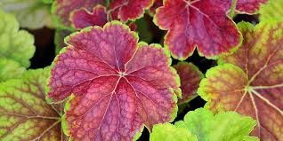 Das purpurglöckchen erfreut jeden gartenliebhaber das ganze jahr über mit schönen blüten und mit den unterschiedlichsten blattfarben und blattzeichnungen. Purpurglockchen Heuchera Tipps Zu Standort Und Pflege