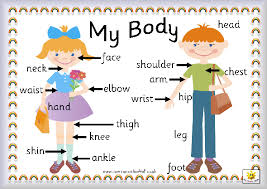 Parts Of The Body Explained For Children Body And Organs