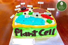 Here are some key terms to help you think, explore and search for similarities and significant differences that have become the characteristics of eukaryote (animal, plant) and prokaryotic (bacteria) cells. Edible Plant Cell Model Flavor Hrg Grandma S Kitchen Facebook