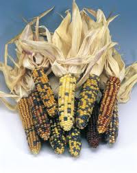 Image result for Zea mays
