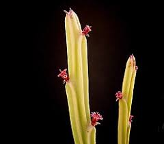 Image result for Monadenium pudibundum