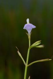 Image result for Linderniella gracilis