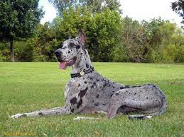 25,674 likes · 2,619 talking about this. Great Dane Dogs Dane Dog Dane Puppies