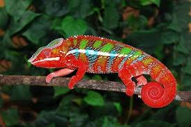 Beautiful Panther Chameleon Types Of Chameleons Chameleon Chameleon Facts