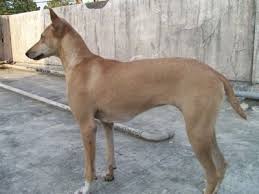 Pariah dog breed information, pictures, care, temperament, health, breed history. Pariah Dog Breed Information And Pictures