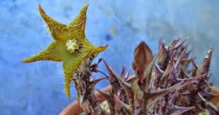 Image result for Orbea dummeri