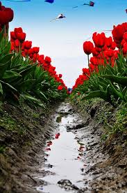 Can T Wait Till Spring Comes Beautiful Flowers Flower Field Amazing Gardens