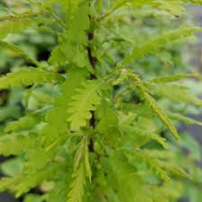 Image result for Cyphia brachyandra