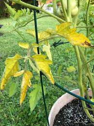 Still, the plant's death is imminent unless the source of stress is discovered and corrected. Tomato Leaves Turning Yellow And Curling Usda Zone 10a Happened Within The Last 2 Weeks Have Used An Organic 11 3 8 Liquid Fertilizer About 3 Times So Far Also Tia Plantclinic