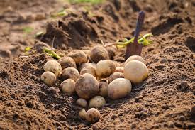 Suspected magnesium deficiency or over application of some sprays. How To Grow Potatoes In The Ground Thompson Morgan