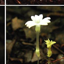 Image result for Monanthotaxis orophila