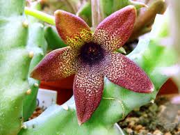 Image result for Tridentea