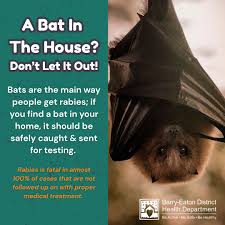 Image result for Bat Bite
