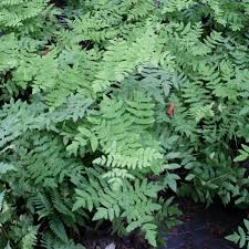Image result for Osmunda regalis