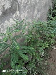 Image result for Phyllanthus ovalifolius