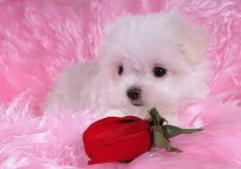 See more ideas about dogs, puppies, cute dogs. Cute Baby Puppy Wallpaper