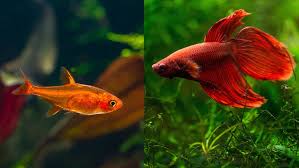 Care Guide For Ember Tetras — Orange Jewels Of The Nano Aquarium – Aquarium  Co-Op