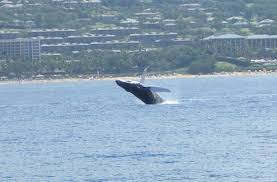 Humpback whales have a most unusual feeding technique called bubble feeding or bubble netting. Full Breach Humpback Whale Picture Of Wailea Maui Tripadvisor