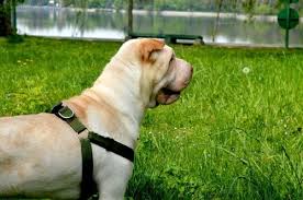 Growth Chinese Sharpei Puppy Weight Chart Chinese Sharpei