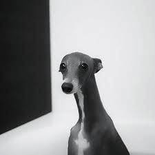 Black And White Greyhound Puppy Chloe Italian Greyhounds Grey Hound Dog Italian Greyhound Greyhound