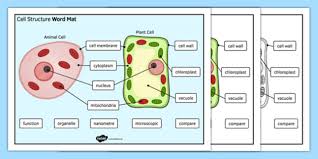 Animal cells are surrounded by a cell membrane and contain organelles that perform various functions required to keep the cell alive and operating normally. What Is Cell Membrane