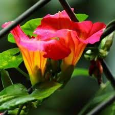 Image result for Stictocardia