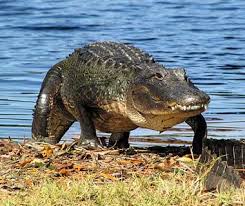 Beautiful National Parks Reader Photos Everglades National Park National Parks Everglades