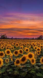 We hope you enjoy our growing. Sunflowers At Sunset Wallpapers Wallpaper Cave