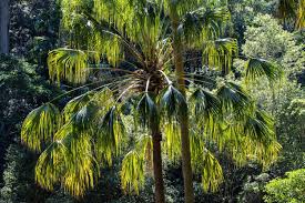 Image result for Livistona australis