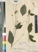 Image result for Pupalia grandiflora