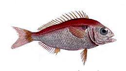 Image result for Glossostelma brevilobum