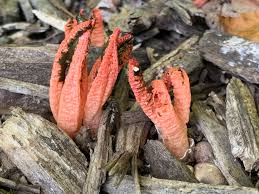 Image result for Pseudopod Ospermum