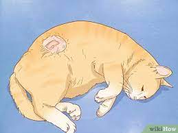 Lack enough vitamin e, copper, zinc, and potassium. How To Diagnose The Cause Of A Swollen Abdomen In Cats 10 Steps
