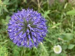 Image result for globe thistle