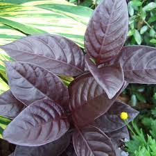 Image result for Pseuderanthemum