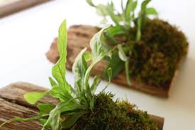 Often seen as a spiky thing that thrives on neglect, the cactus can in fact make an incredible landscape or potted plant. How To Make Hanging Wood Planters Using Cork Bark