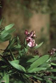 Image result for Securidaca longepedunculata