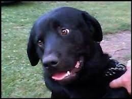 Alibaba.com offers 833 pictures rottweiler products. Kane Black Lab Rottweiler Thriftyfun