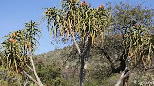 Image result for Aloidendron tongaense