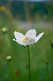 Ten Of Britain S Rarest Wild Flowers In Pictures Wild Flowers British Wild Flowers Rare Flowers