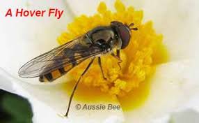 Hoverflies typically have black and yellow stripes, much like bees, and many species are brightly colored, with spots, stripes, and bands of yellow or brown covering their bodies. Aussie Bee Native Bee Id Guide