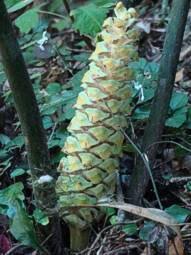 Image result for Encephalartos aplanatus