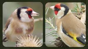 Artinya cukup ampuh untuk membedakan lovebird jantan dan betina yang sulit sekali pun. Asal Burung Goldfinch