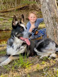 How Many Breeds Of German Shepherd Dogs Are Available What Are Their Unique Features Can You Share Their Photos Quora